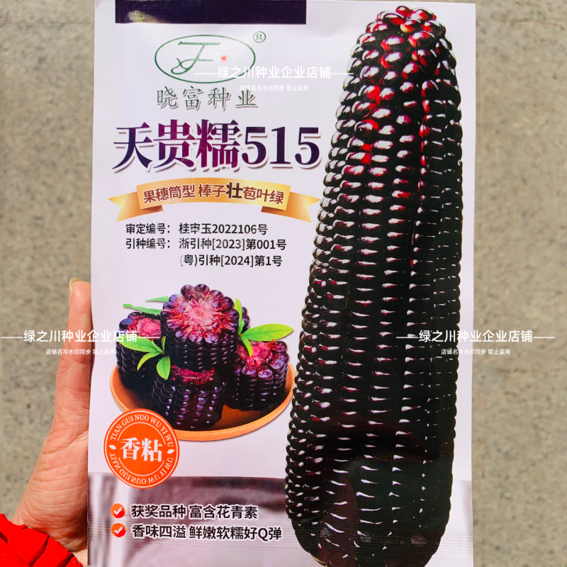 天贵糯515黑玉米种子紫黑色玉米种籽软糯香粘黑糯玉米种子
