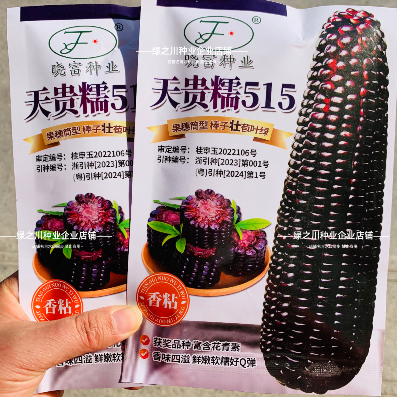 天贵糯515黑玉米种子紫黑色玉米种籽软糯香粘黑糯玉米种子