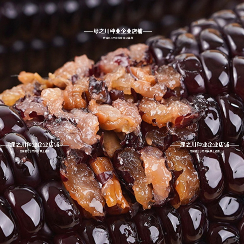 天贵糯515黑玉米种子紫黑色玉米种籽软糯香粘黑糯玉米种子
