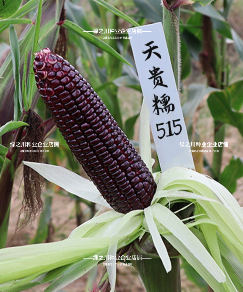 天贵糯515黑玉米种子紫黑色玉米种籽软糯香粘黑糯玉米种子