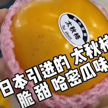 太秋甜柿苗，有裸根苗和杯苗，对版发货