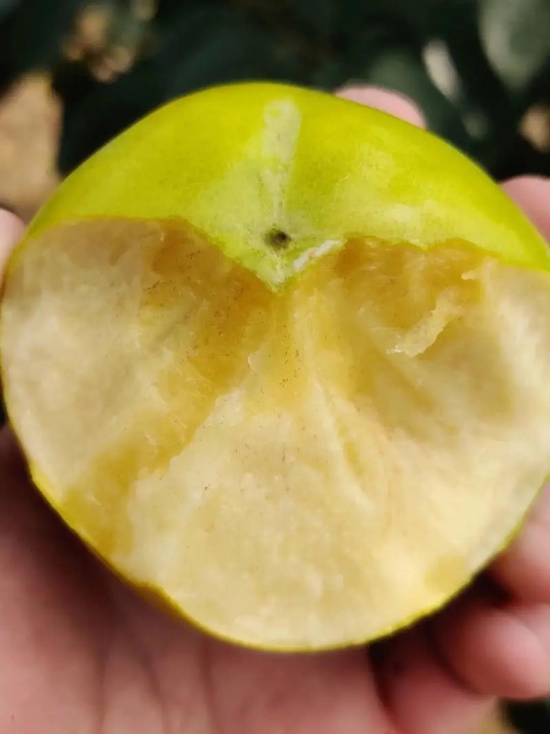 太秋甜柿苗，有裸根苗和杯苗，对版发货