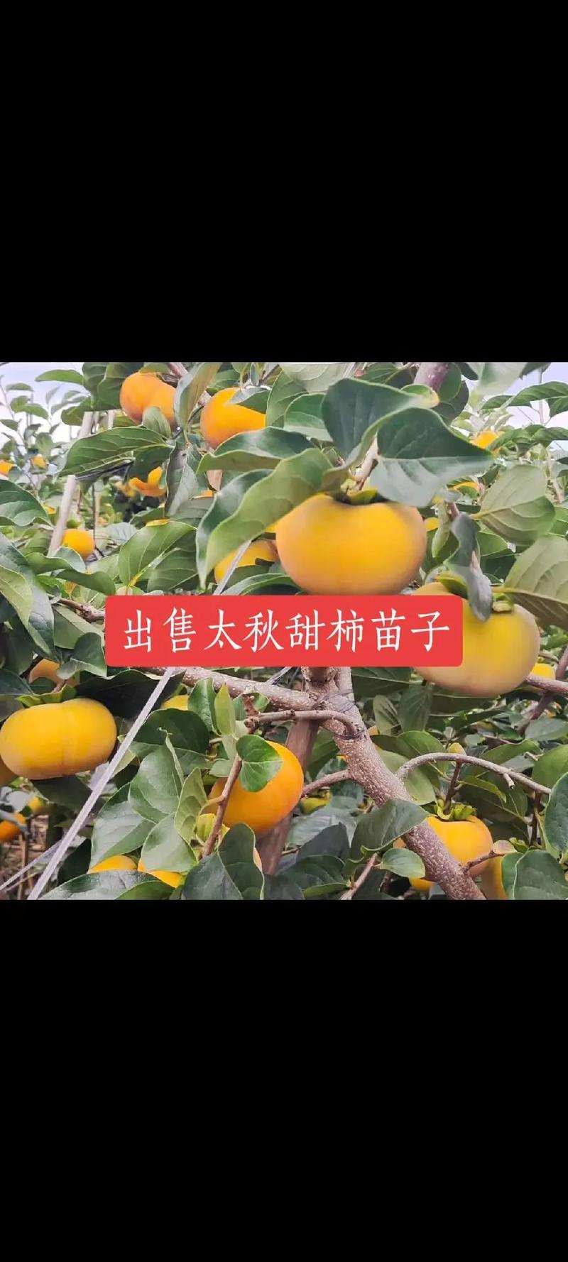 太秋甜柿苗，有裸根苗和杯苗，对版发货
