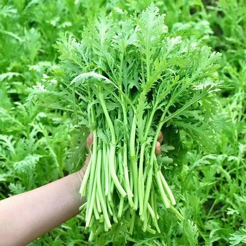 **光杆茼蒿种子高产稳产耐热耐寒抗病爽脆味香优质茼蒿