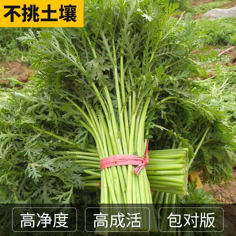 **光杆茼蒿种子高产稳产耐热耐寒抗病爽脆味香优质茼蒿