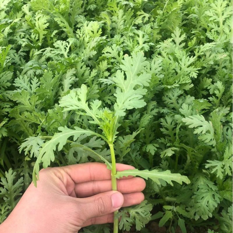 **光杆茼蒿种子高产稳产耐热耐寒抗病爽脆味香优质茼蒿