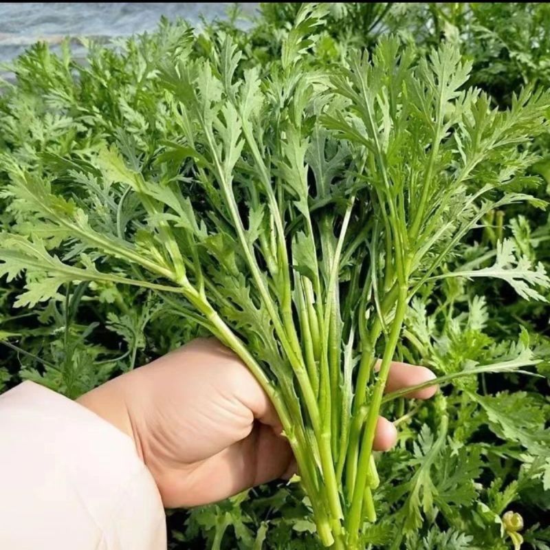 **光杆茼蒿种子高产稳产耐热耐寒抗病爽脆味香优质茼蒿
