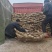 渭河滩莲藕，井水灌溉，产地直销，自产自销，无中间商。