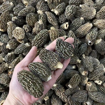 超厚肉仿野生中大羊肚菌！味道香，特别厚肉特别结实很重手