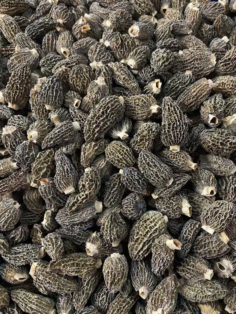 超厚肉仿野生中大羊肚菌！味道香，特别厚肉特别结实很重手