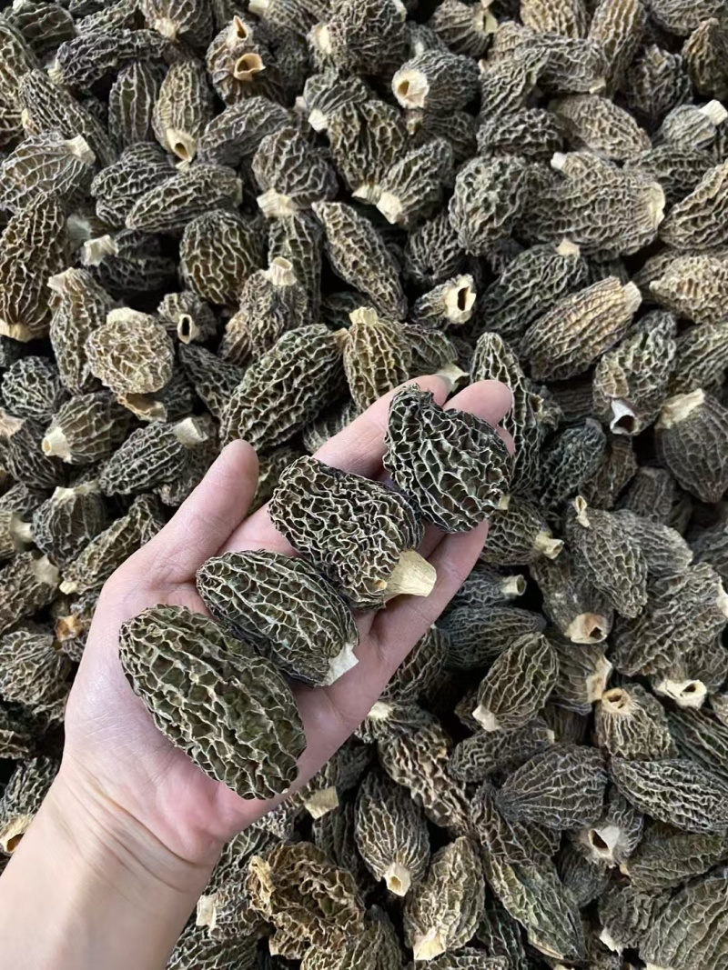 超厚肉仿野生中大羊肚菌！味道香，特别厚肉特别结实很重手