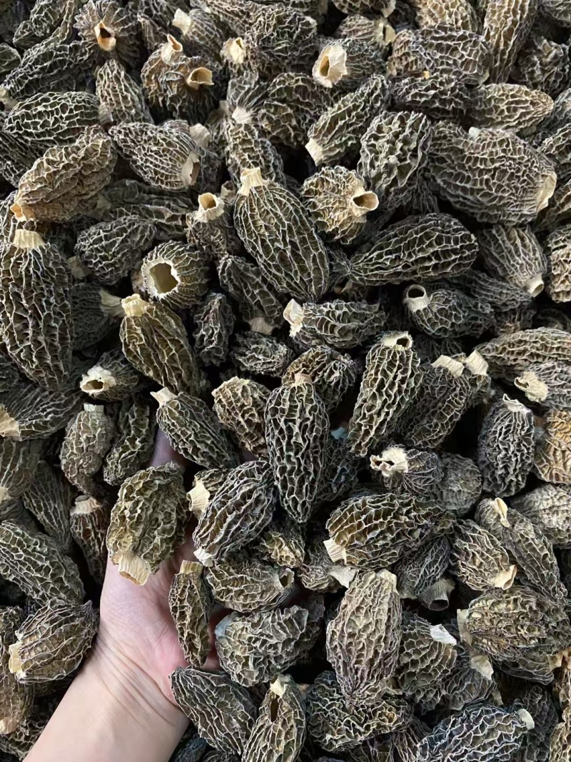 超厚肉仿野生中大羊肚菌！味道香，特别厚肉特别结实很重手