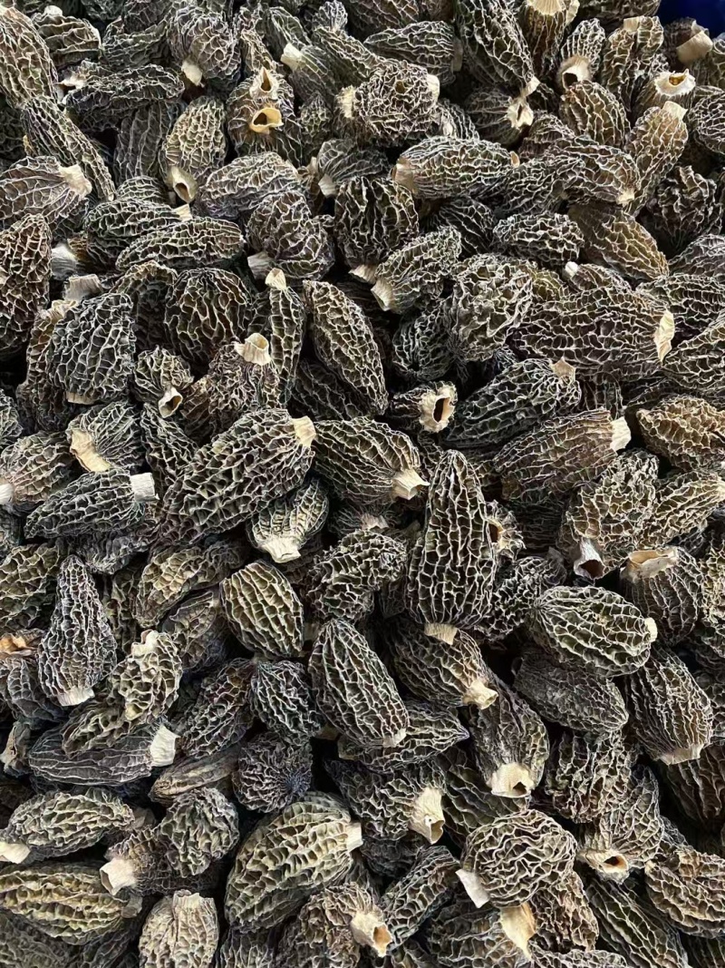 超厚肉仿野生中大羊肚菌！味道香，特别厚肉特别结实很重手
