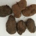 新货牛羊草结西格格草结羊草结胲子