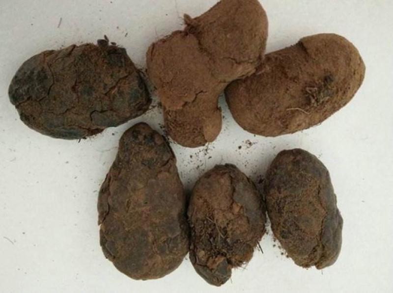 新货牛羊草结西格格草结羊草结胲子