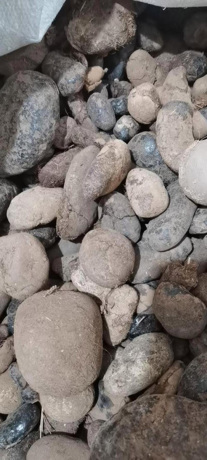 新货牛羊草结西格格草结羊草结胲子