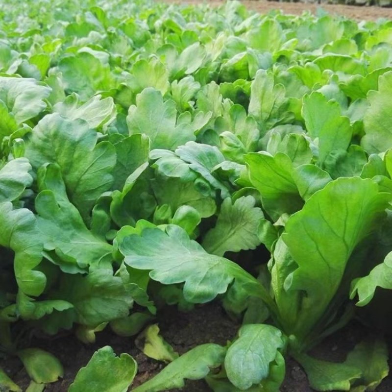 大叶茼蒿种子耐抽苔耐寒四季种植可盆栽可阳台种植茼蒿菜蔬