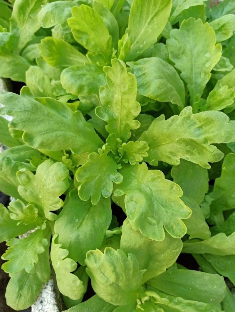 大叶茼蒿种子耐抽苔耐寒四季种植可盆栽可阳台种植茼蒿菜蔬