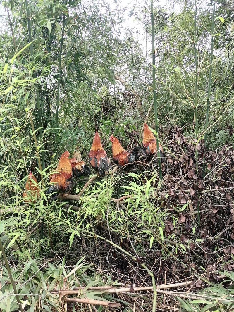 原生态散养茶花鸡
