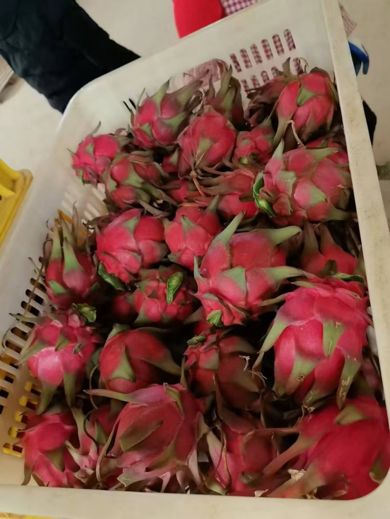 火龙果大量上市中，批发火龙果，红心火龙果，产地直供