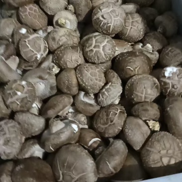鲜香菇有货，批发鲜香菇，产地直供