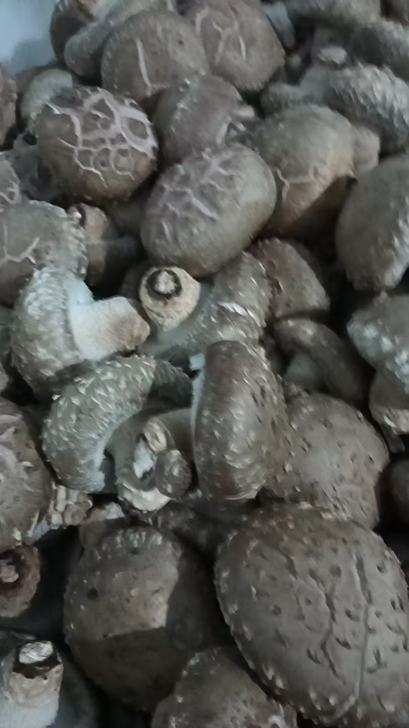 鲜香菇有货，批发鲜香菇，产地直供