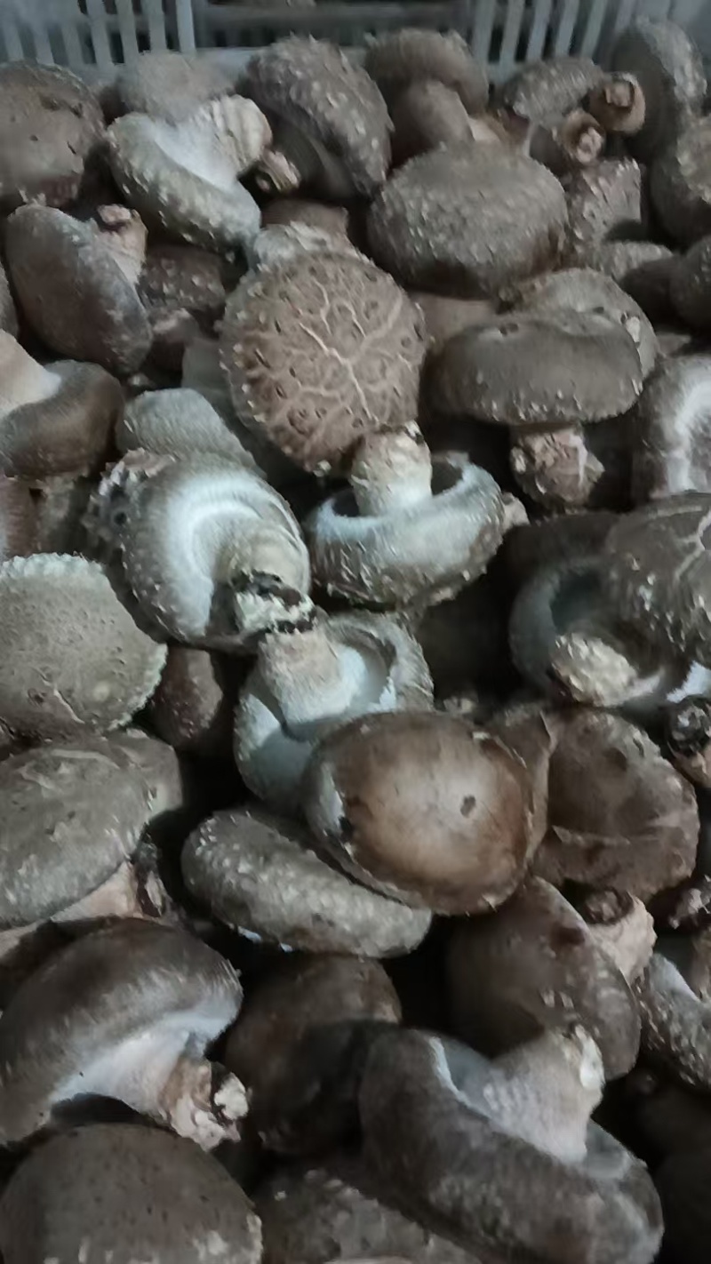 鲜香菇有货，批发鲜香菇，产地直供