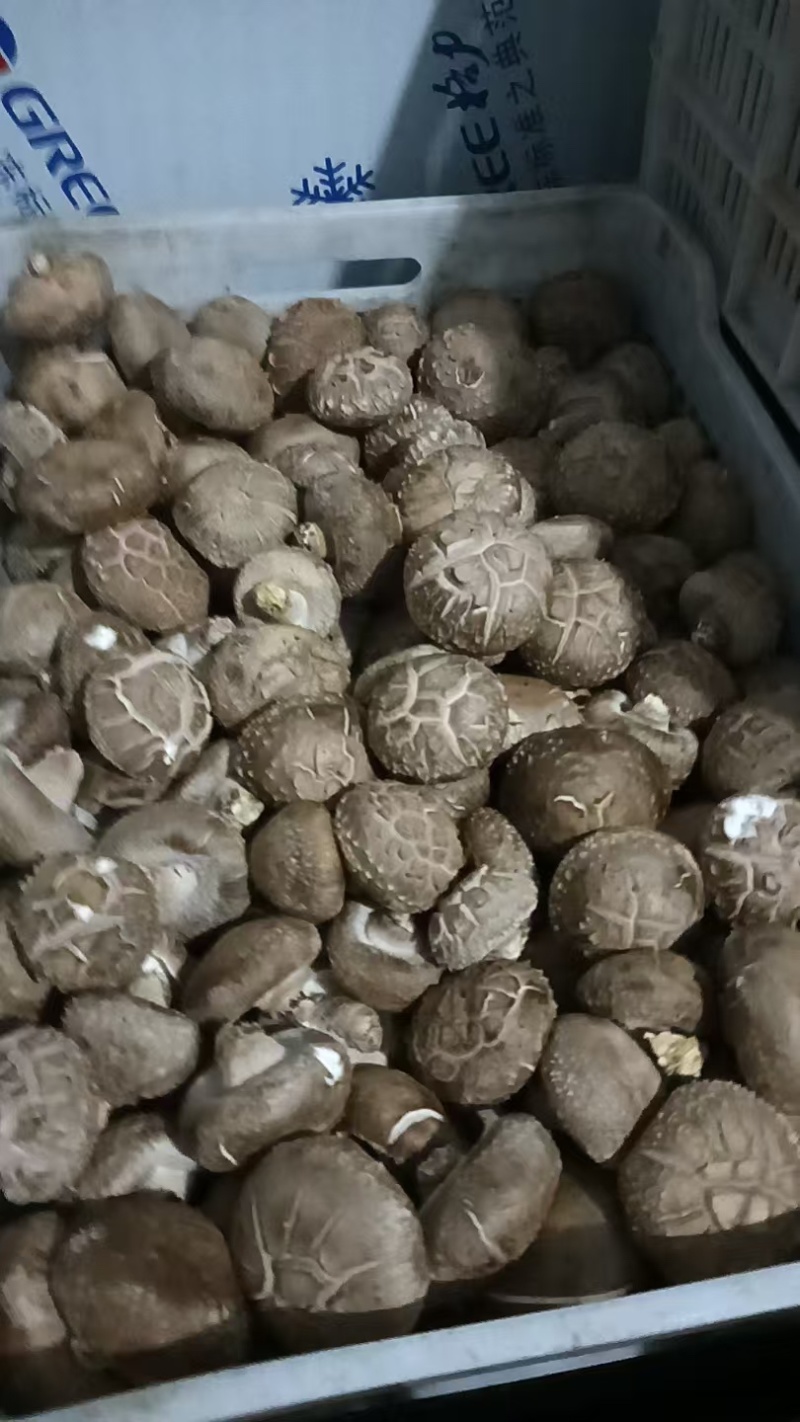 鲜香菇有货，批发鲜香菇，产地直供