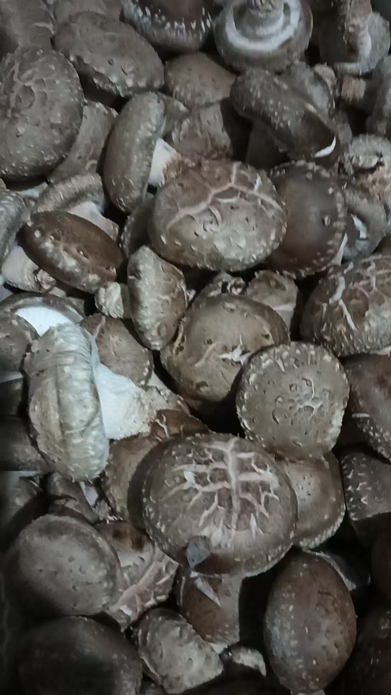 鲜香菇有货，批发鲜香菇，产地直供