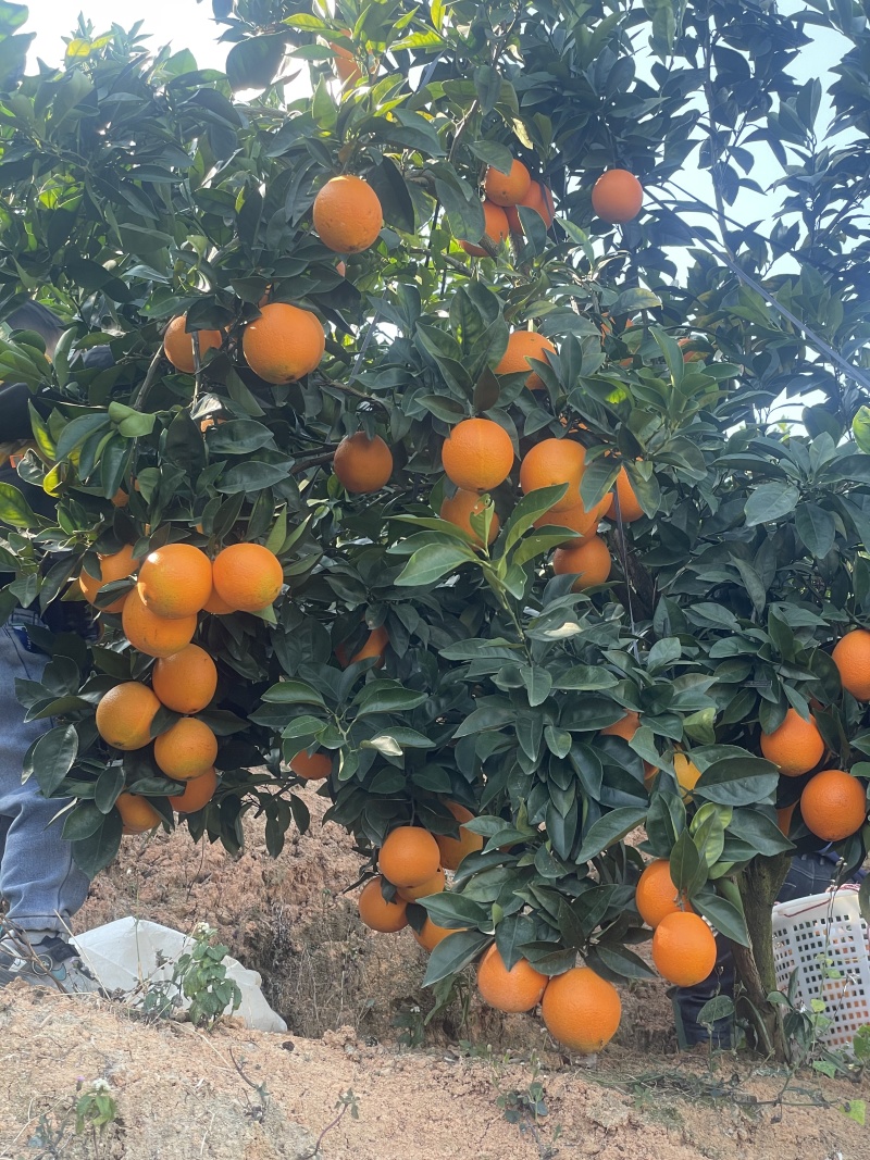纽贺尔三年苗（有带果和不带果两种）