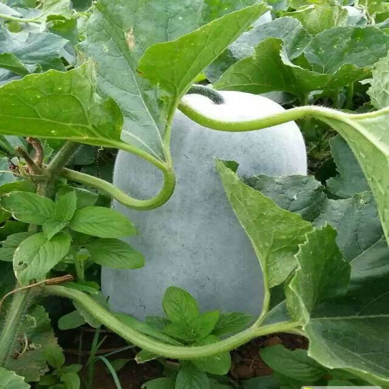 大粉皮大冬瓜种子适合庭院菜园种植蔬菜种子好吃肉厚