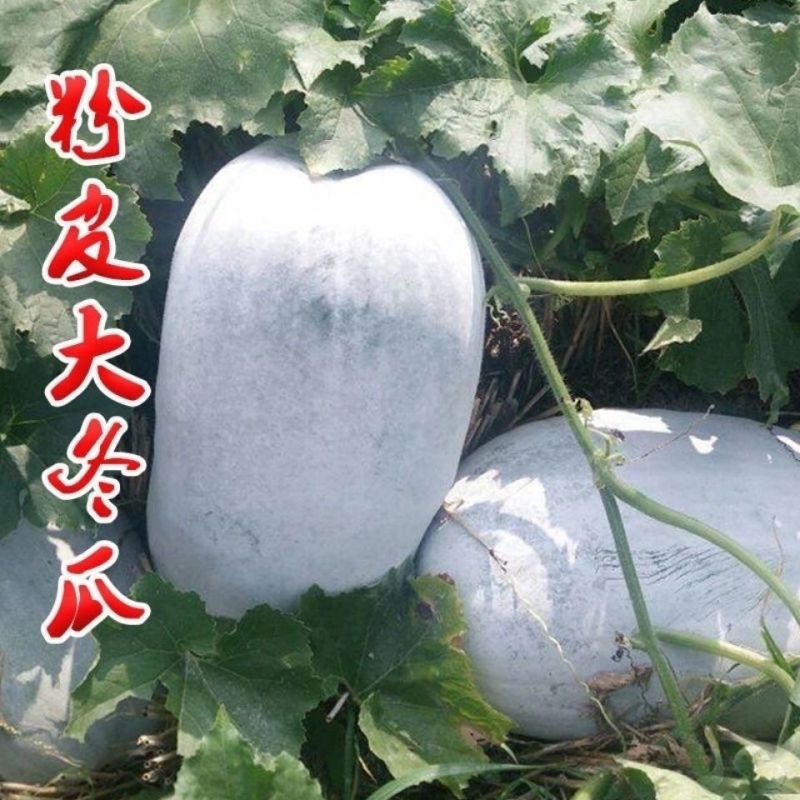 大粉皮大冬瓜种子适合庭院菜园种植蔬菜种子好吃肉厚
