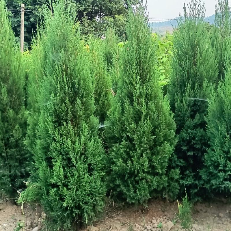 塔柏绿化松柏苗，宝塔松龙柏常青树苗，产地直销颗颗好苗