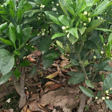 伦晚脐橙苗产地直发，诚信卖家，支持看货，欢迎大家来采购