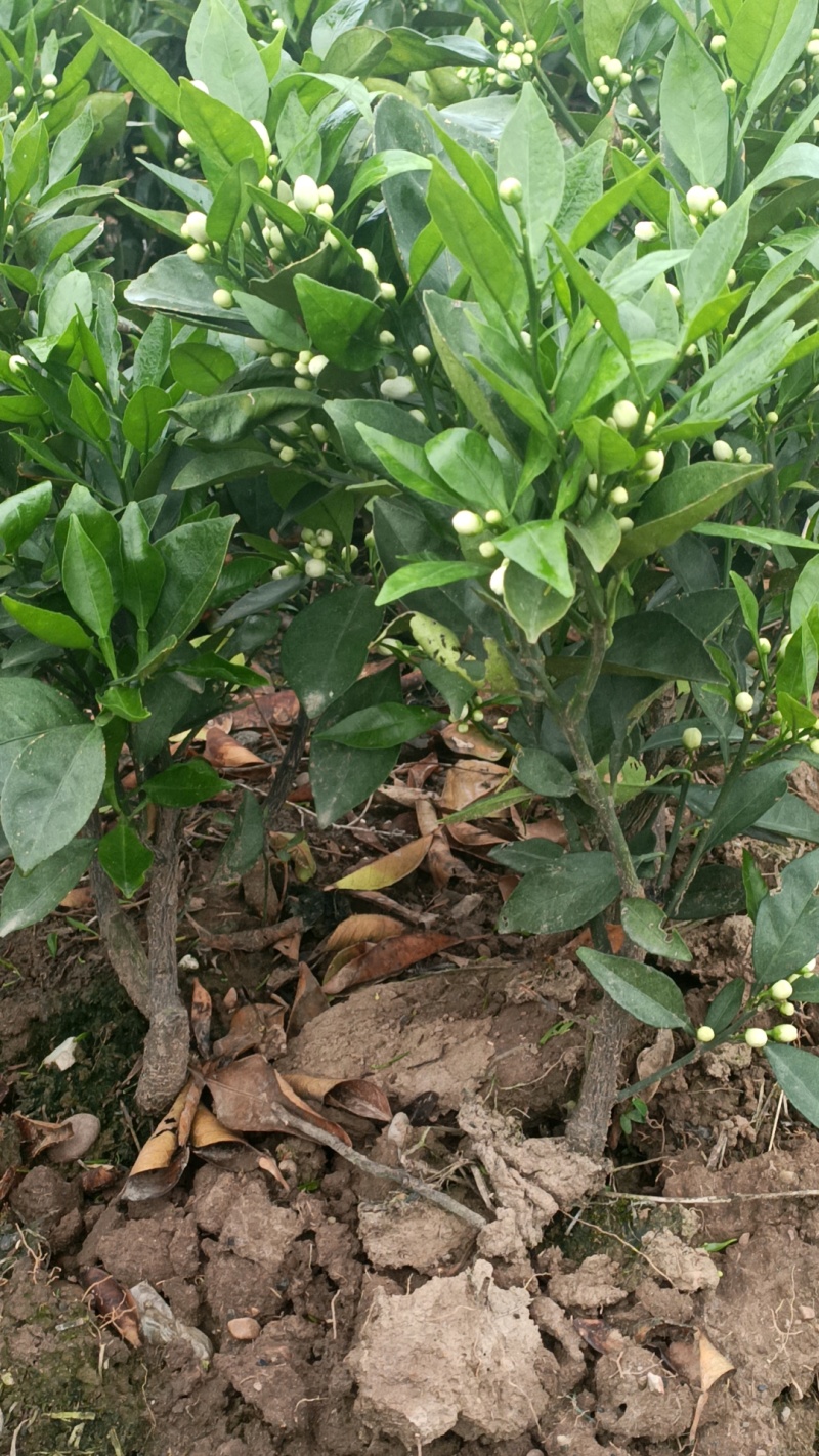 伦晚脐橙苗产地直发，诚信卖家，支持看货，欢迎大家来采购