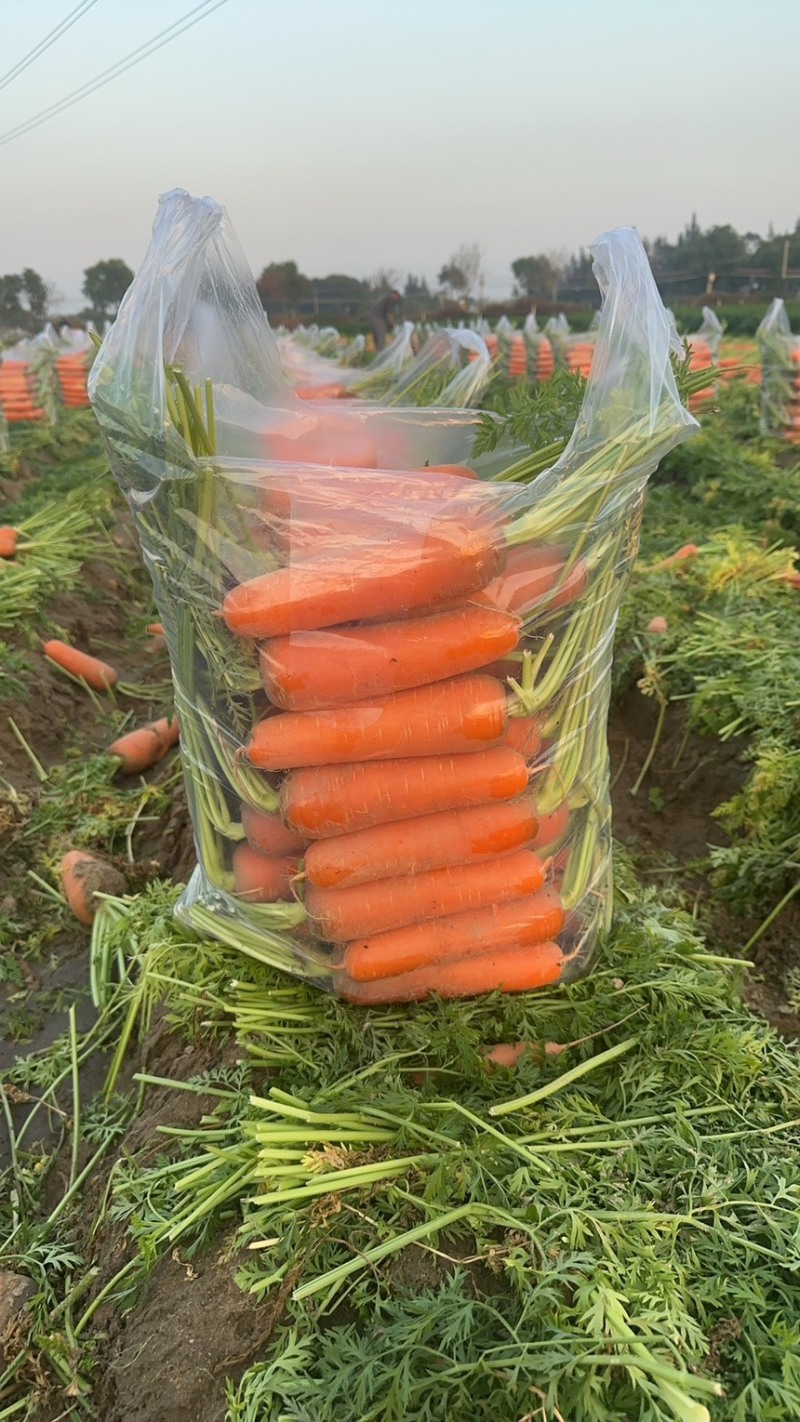 半苗，全苗漂亮基地货，欢迎老板合作基地直发。