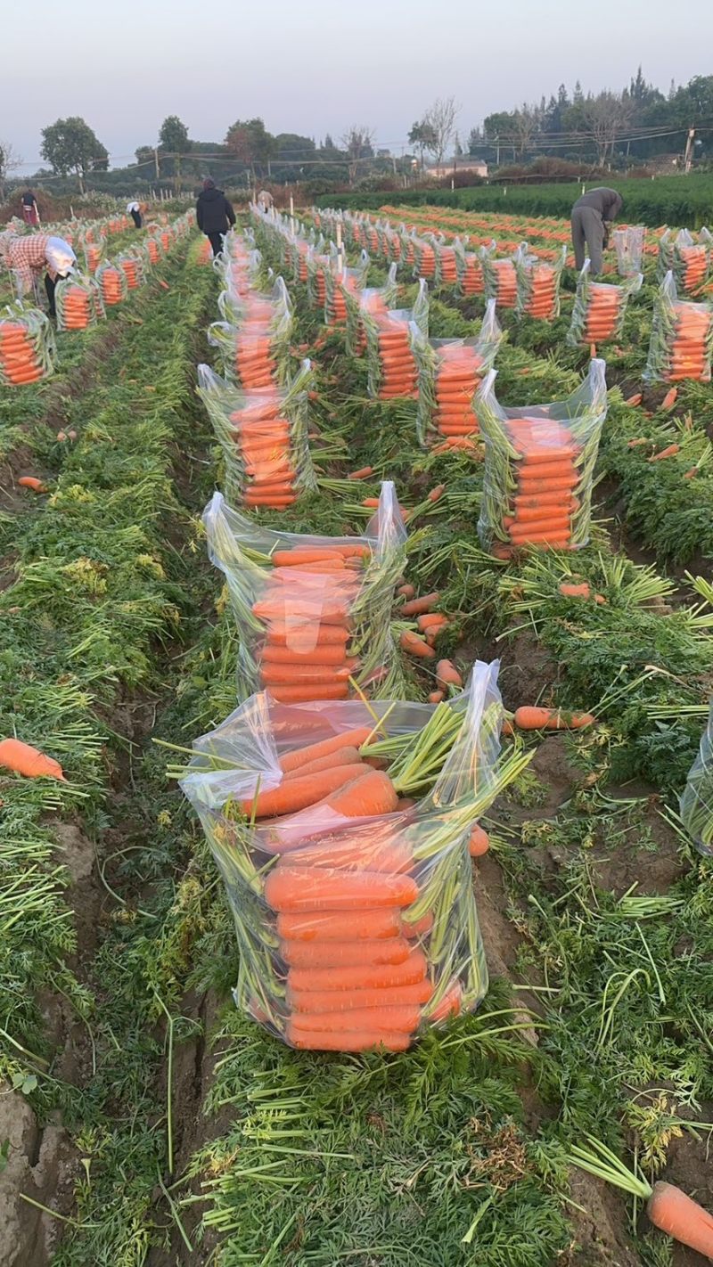 半苗，全苗漂亮基地货，欢迎老板合作基地直发。