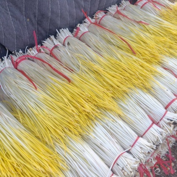 精品蒜黄加班走车明天涨钱了两毛起大量定货