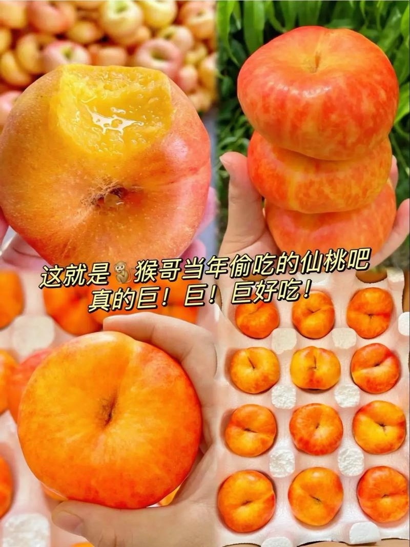 黄金蜜7号桃苗黄金蜜12号桃苗黄金蜜13甜黄桃树苗