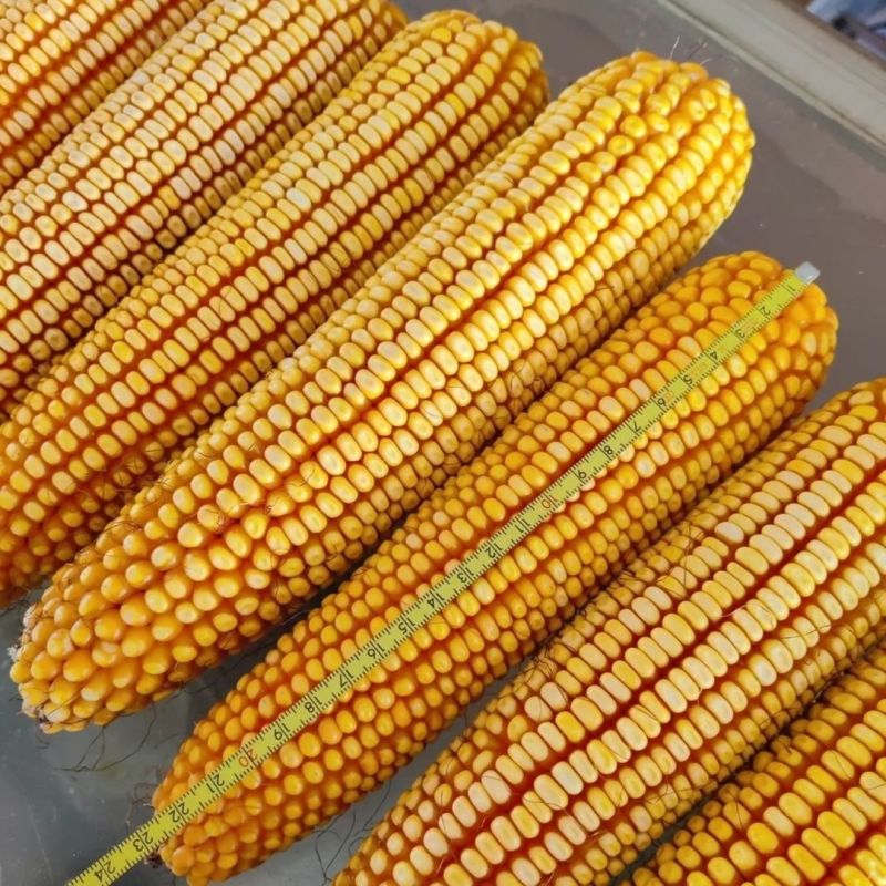 苏玉10号玉米种子国审高产抗病大田早熟大棒杂交玉米种籽