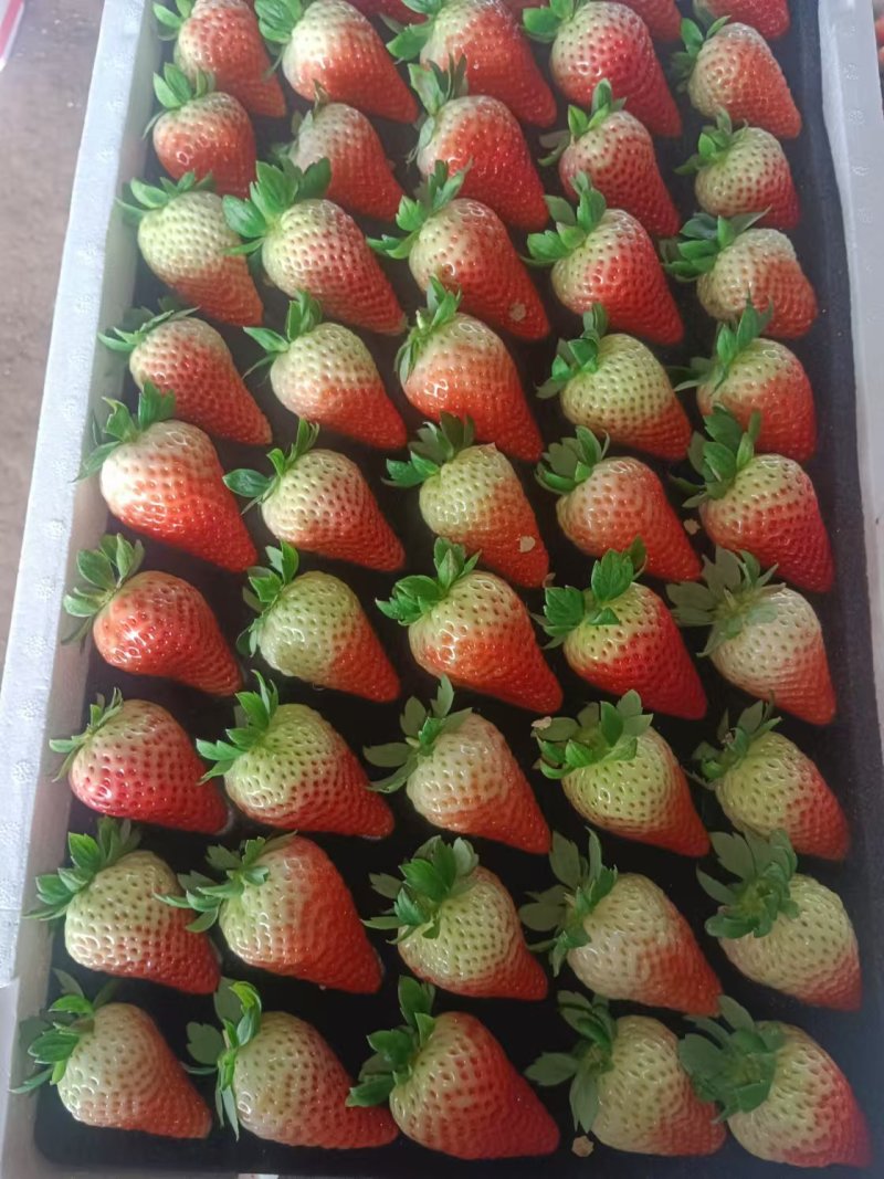 各位老板大家好需要草莓的联系我，一手货源，保质保量