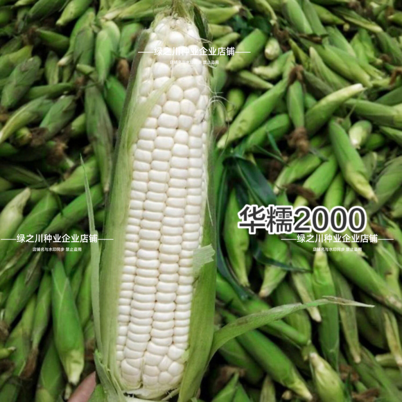 华耘2000玉米种子白糯玉米种籽高产白色玉米种子香甜软糯