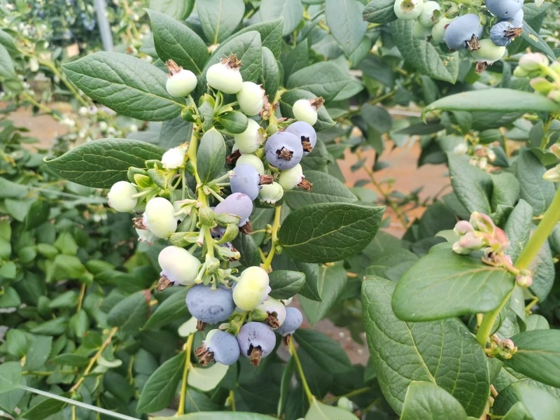 果园直发包邮】云南澄江精品新鲜蓝莓高端水果脆甜花香L25