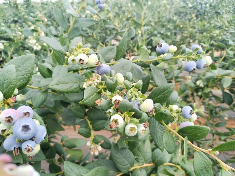 果园直发包邮】云南澄江精品新鲜蓝莓高端水果脆甜花香L25