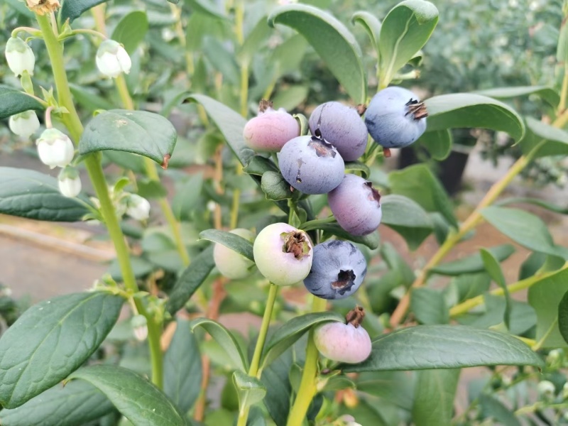 果园直发包邮】云南澄江精品新鲜蓝莓高端水果脆甜花香L25