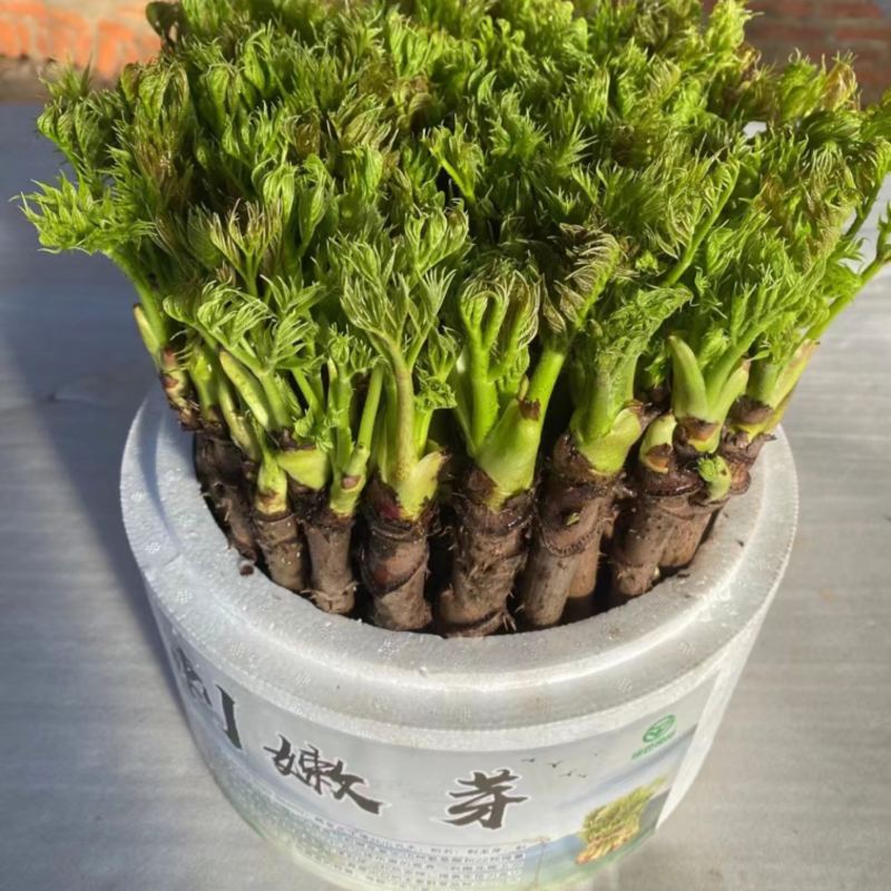 刺嫩芽