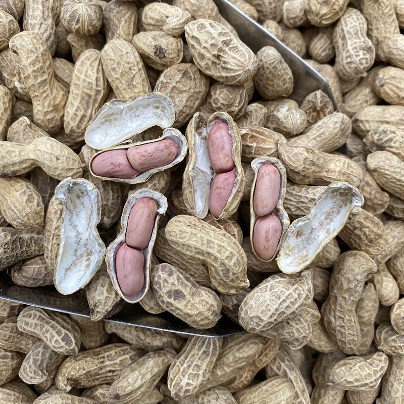 开农301花生种子耐重茬抗病高产活杆成熟油食型花生种子