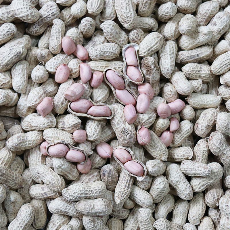 开农301花生种子耐重茬抗病高产活杆成熟油食型花生种子