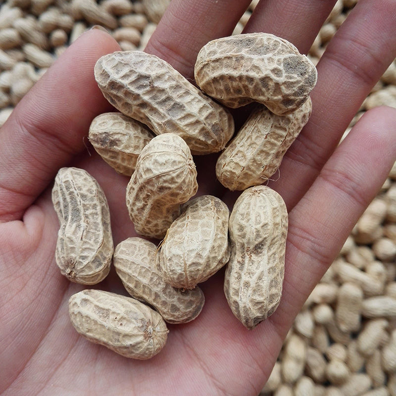 开农301花生种子耐重茬抗病高产活杆成熟油食型花生种子