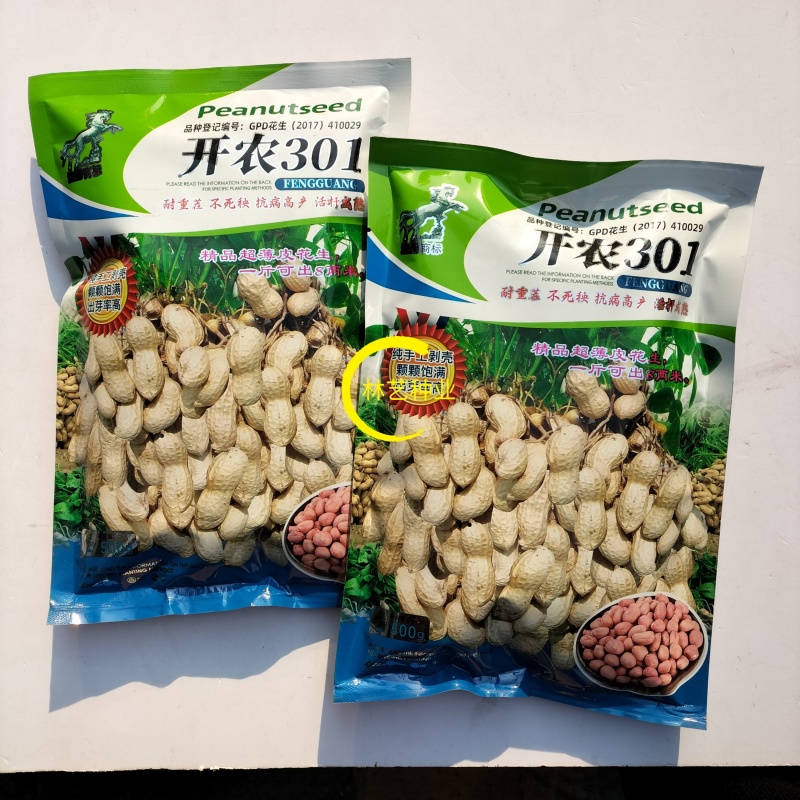 开农301花生种子耐重茬抗病高产活杆成熟油食型花生种子